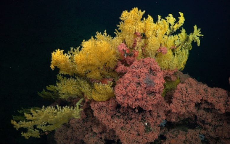 In Situ Colony of Laurinque Elenya