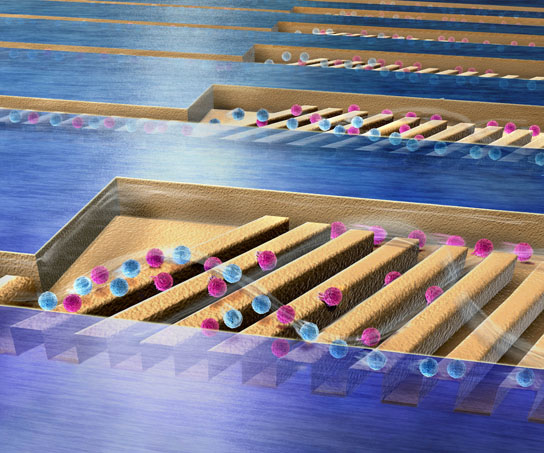 In a new microchip, cells separate by rolling away