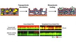 Increasing film rigidity in biomaterials