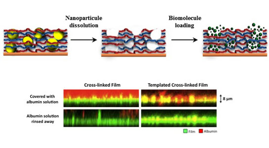 Increasing film rigidity in biomaterials
