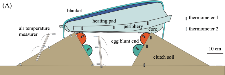 Incubation Experiment Design