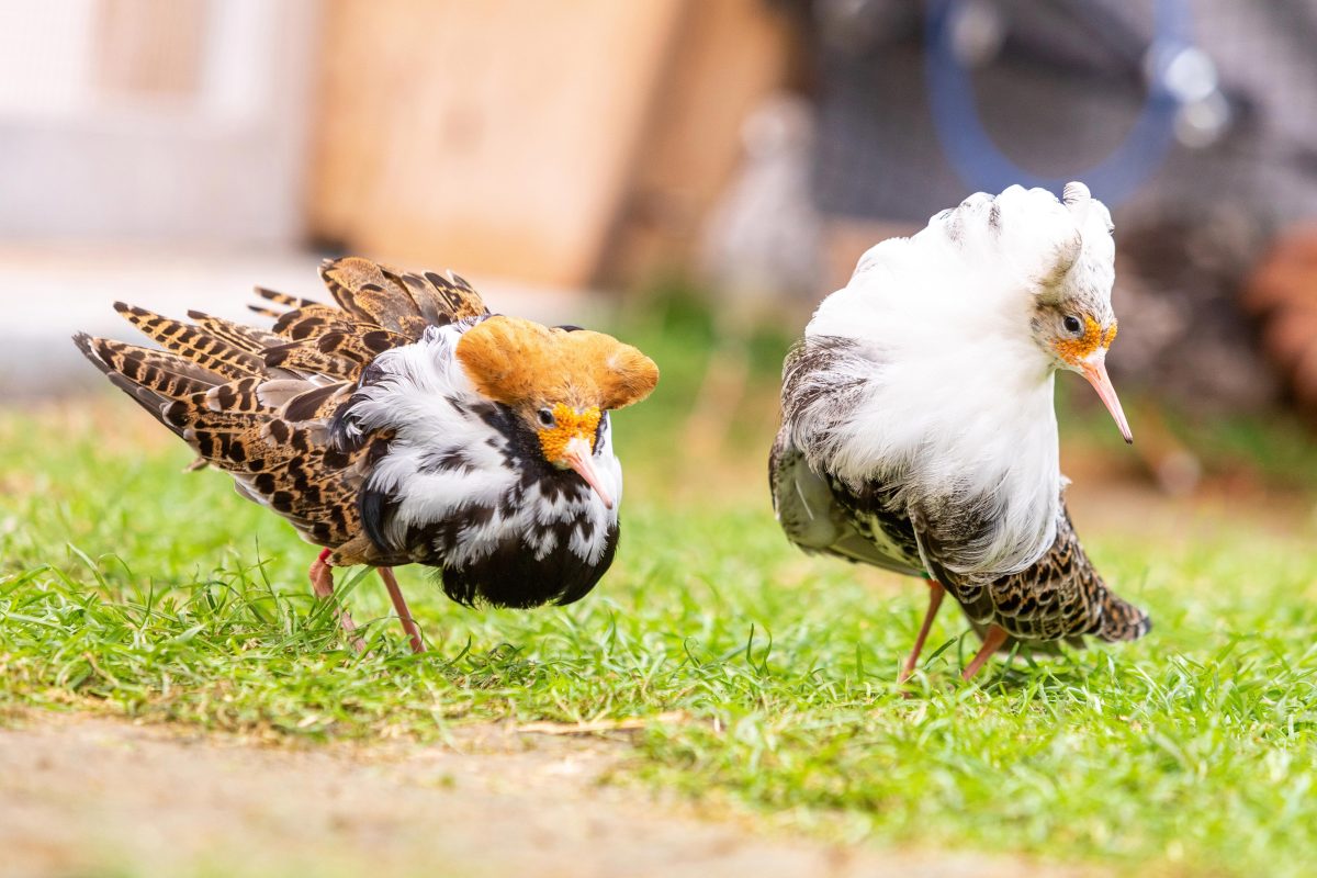 Bird Ruff's Polymorphism The “Crazy” Bird With Three Male Types: Scientists Discover Super ...