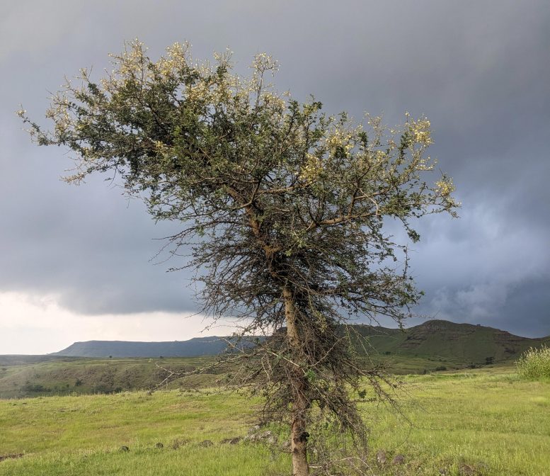 Indian Grassland