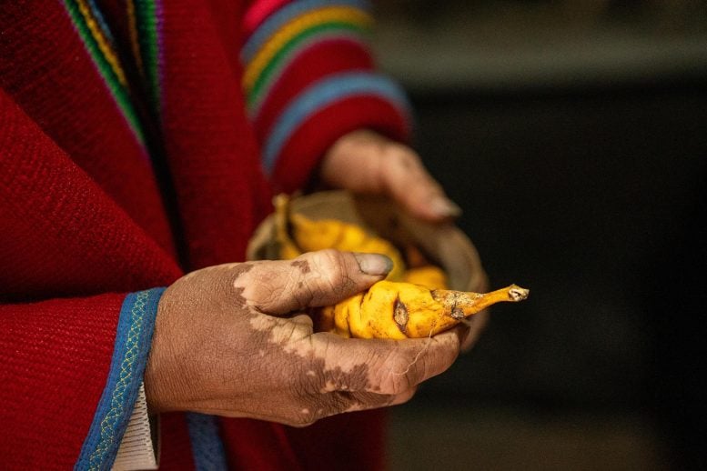 Indigenous Hands Holding Yellow Mashua Tubers