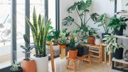 Indoor House Plants