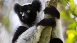 Indri Singing Primate From Madagascar