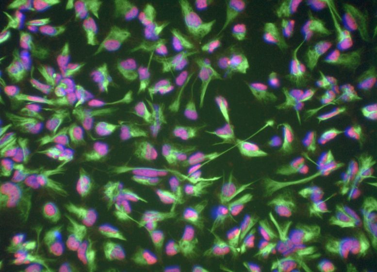 Induced Neural Stem Cells (iNSCs) From a 101 Year Old Donor