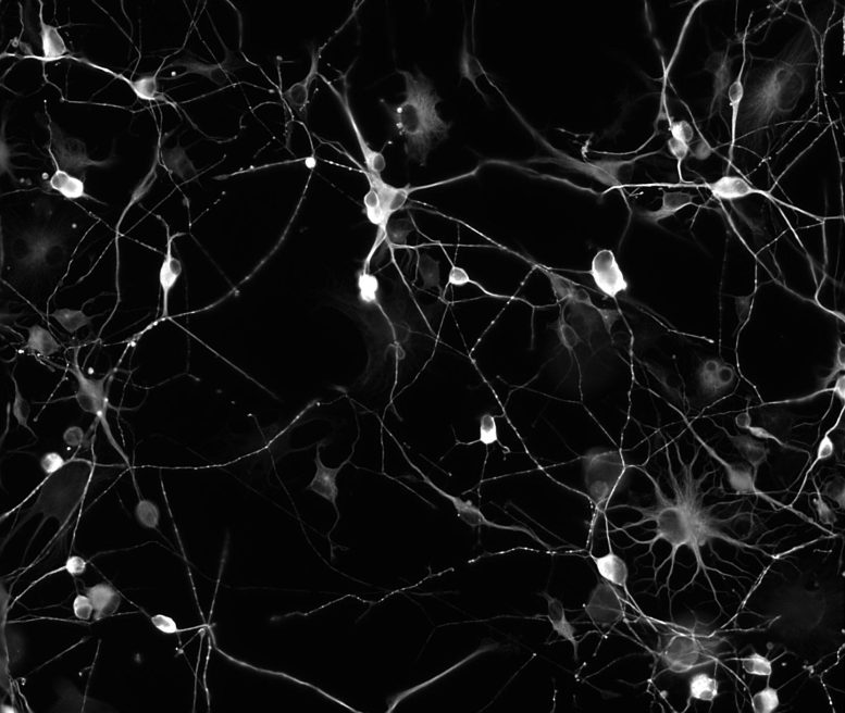 Induced Neurons