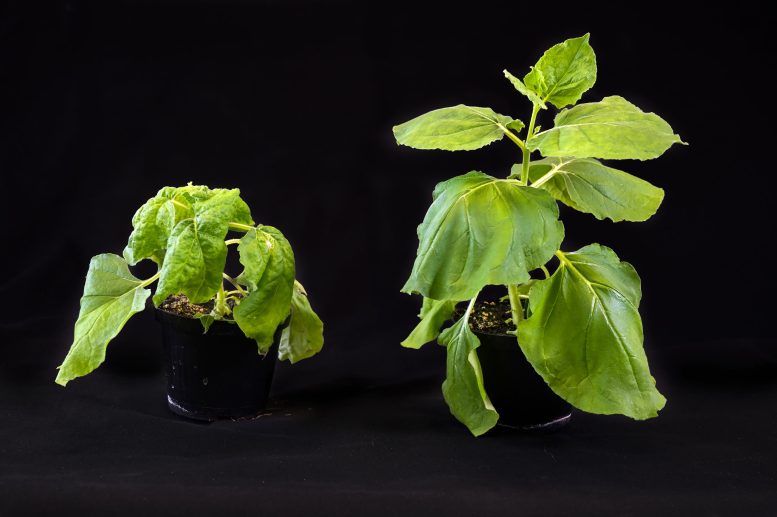 Infected Plants Comparison