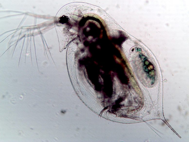 Infected Zooplankton (Daphnia dentifera