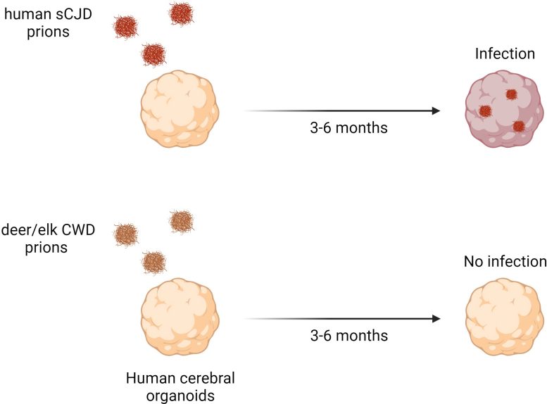 Infected and Uninfected Human Cerebral Organoids