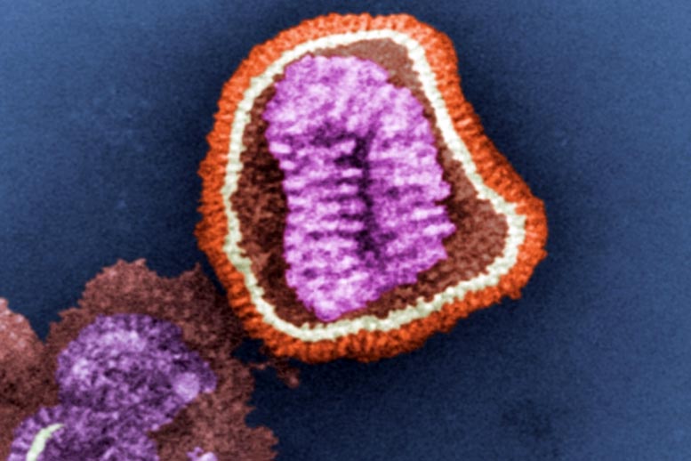 Influenza Protein