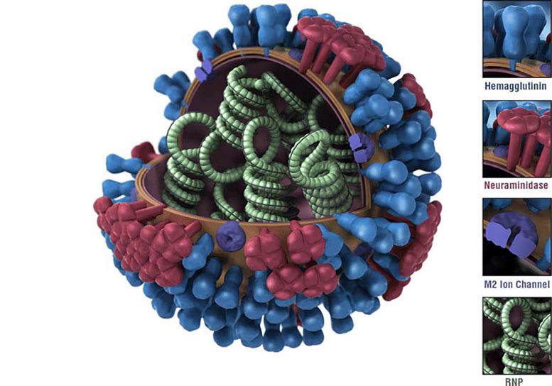 Influenza Virus CDC Schematic