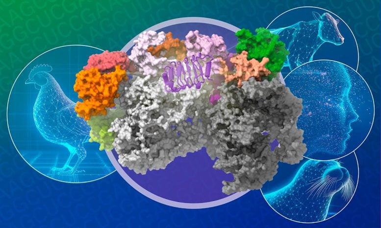 Influenza Virus Replication Complex Structure