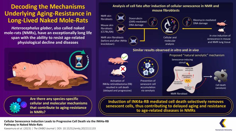 Infographic Naked Mole Rats Delay Aging by Eliminating Senescent Cells