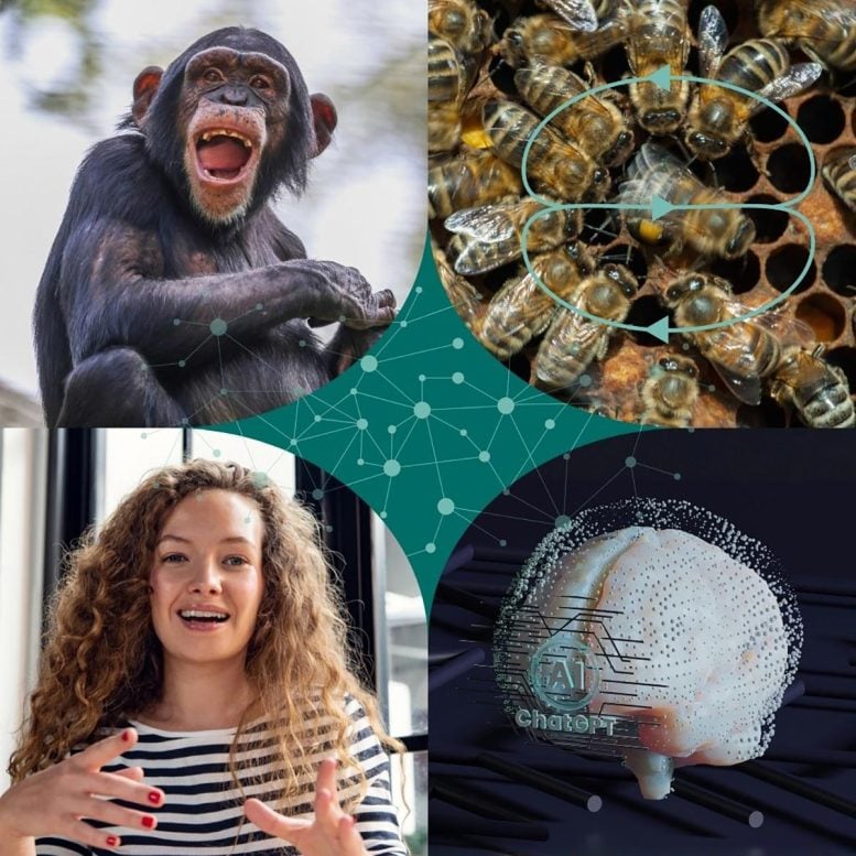 Infographic of Animal and Human Communication