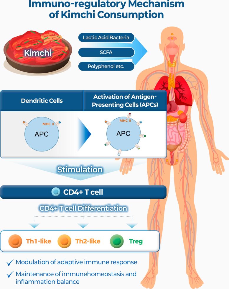 Infographic of Kimchi&rsquo;s Immunoregulatory Mechanism