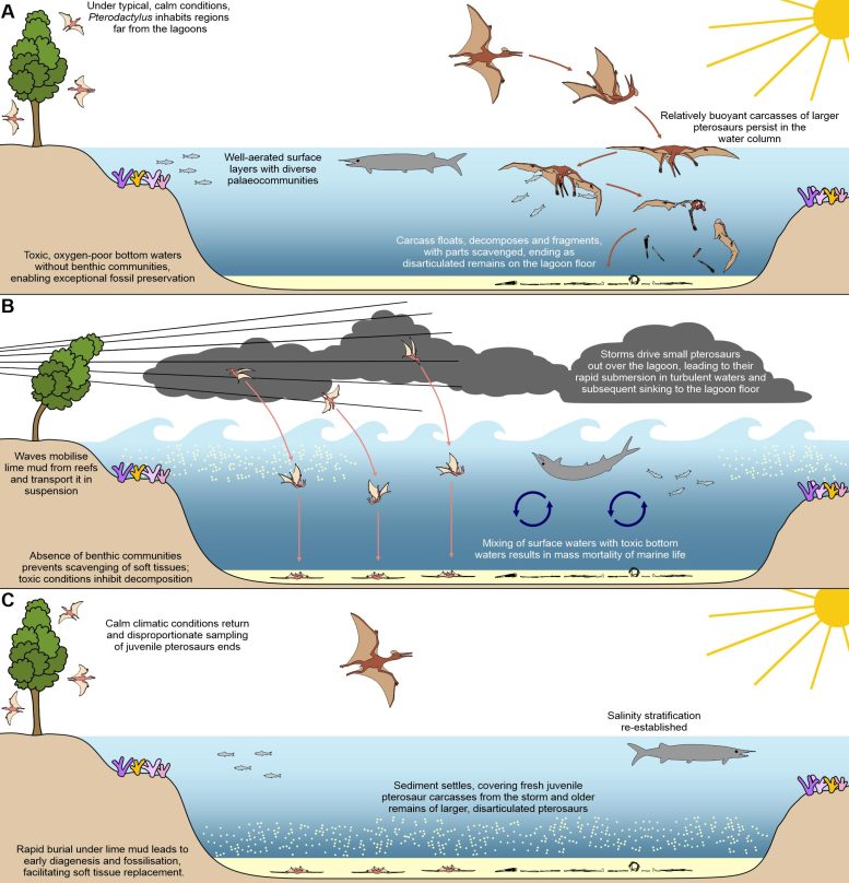 Infographic of Pterosaur Fossil Preservation Conditions