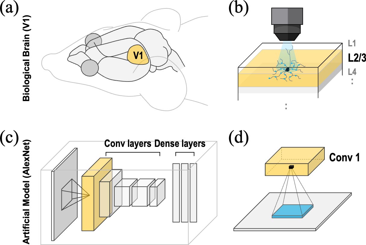 Brain Vision Track Brain-Inspired AI Learns To See Like Humans in Stunning Vision Breakthrough
