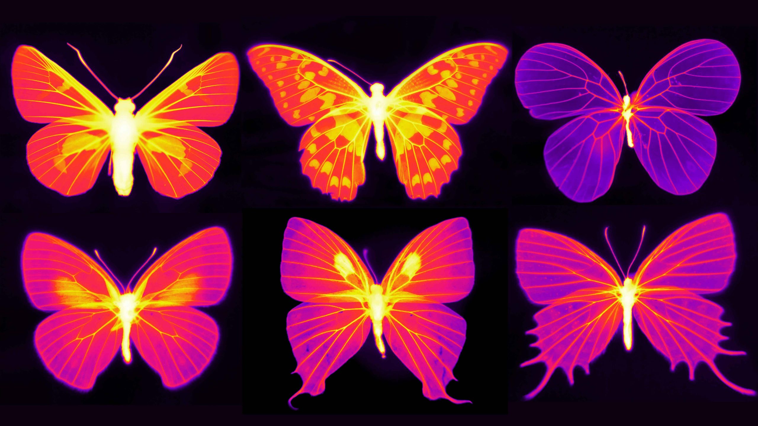 Nanostructures And Living Cells In Butterfly Wings Could Inspire Radiative Cooling Materials