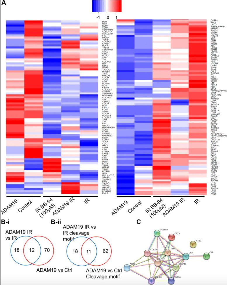 Inhibition of the Metalloprotease ADAM19 as a Novel Senomorphic Strategy