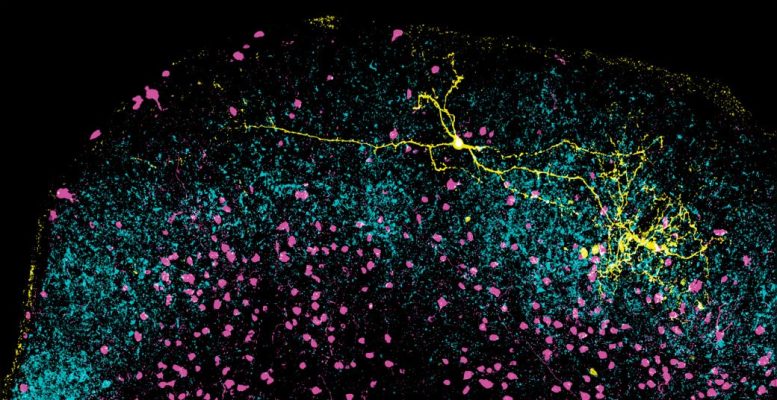 Inhibitory Neuron (Extends Across Superior Colliculus