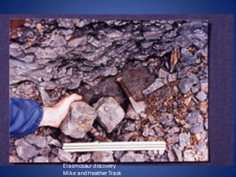 Initial 1988 Discovery of Elasmosaur Fossils