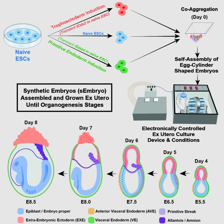 Innovative Method for Growing Synthetic Mouse Embryo Models From Stem Cells
