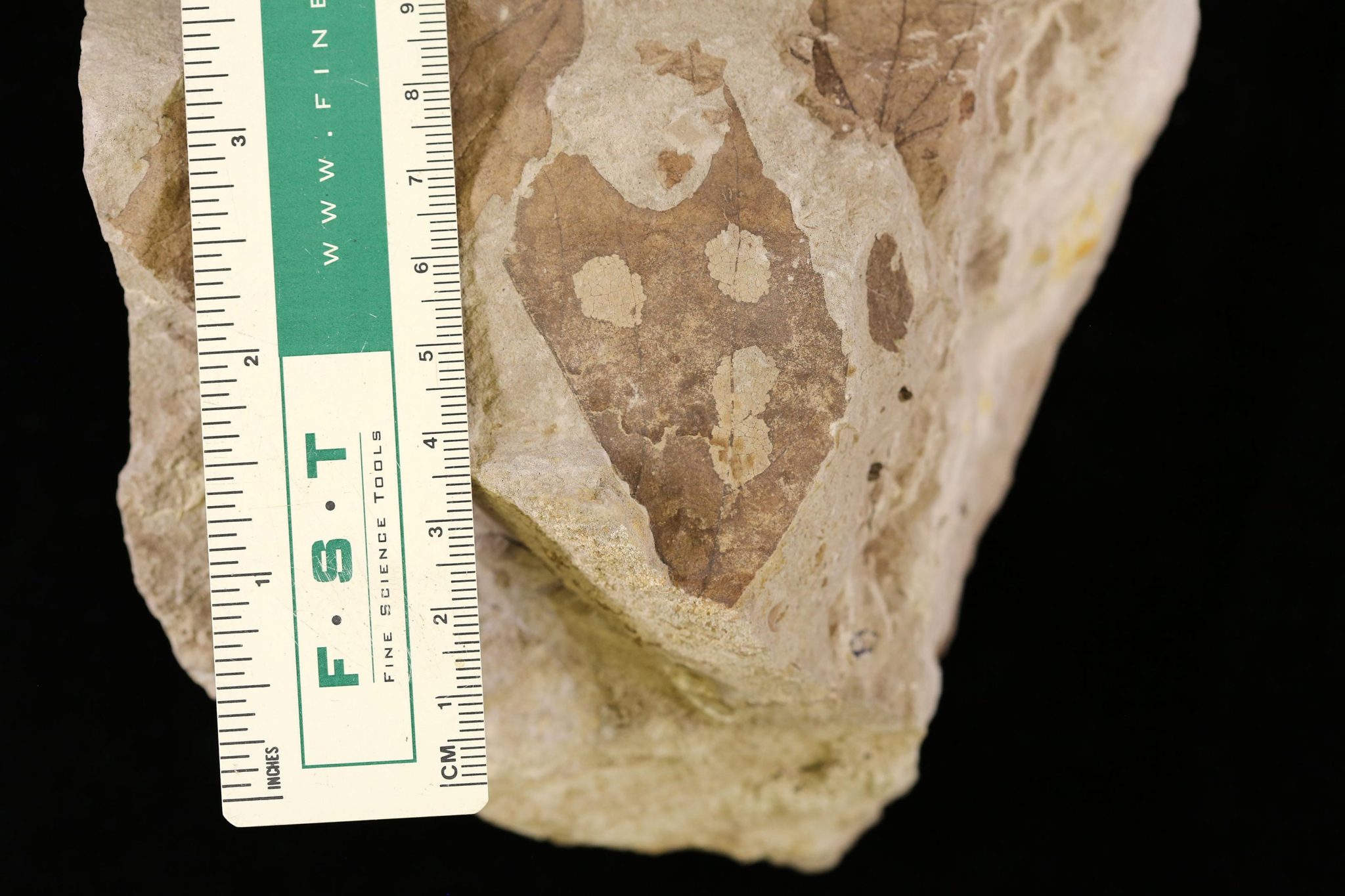 Insect-Damaged Leaf Fossil