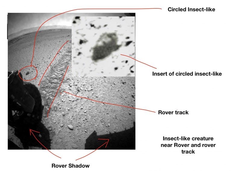 Insect Mars Rover Photo