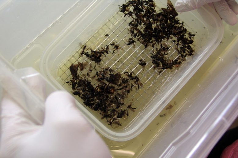 Insects Caught in Malaise Traps
