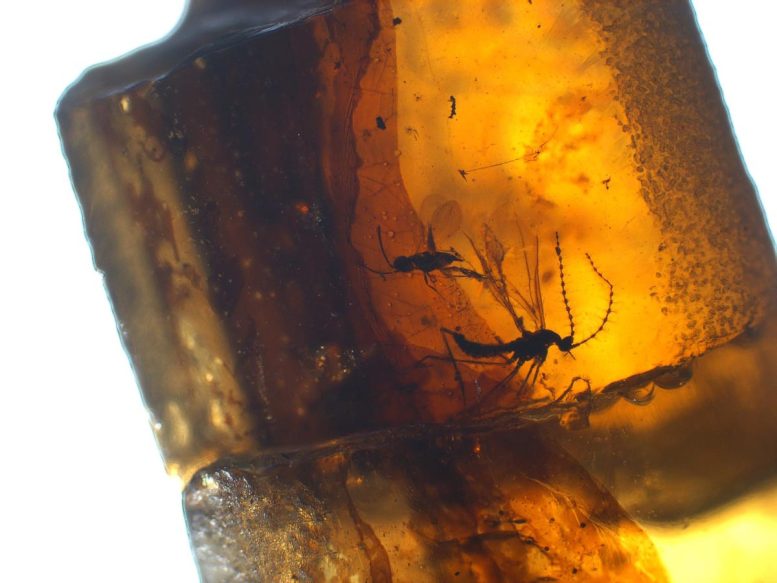 Insects Preserved in Amber