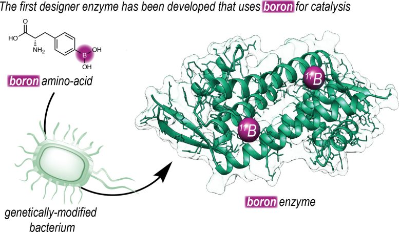 Insertion of Boron Into an Enzyme