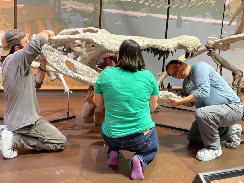 Installation of the Deinosuchus schwimmeri replica