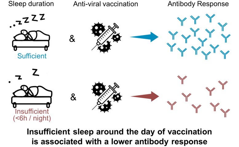 Insufficient Sleep Is Associated With Weaker Antibody Response to Vaccination