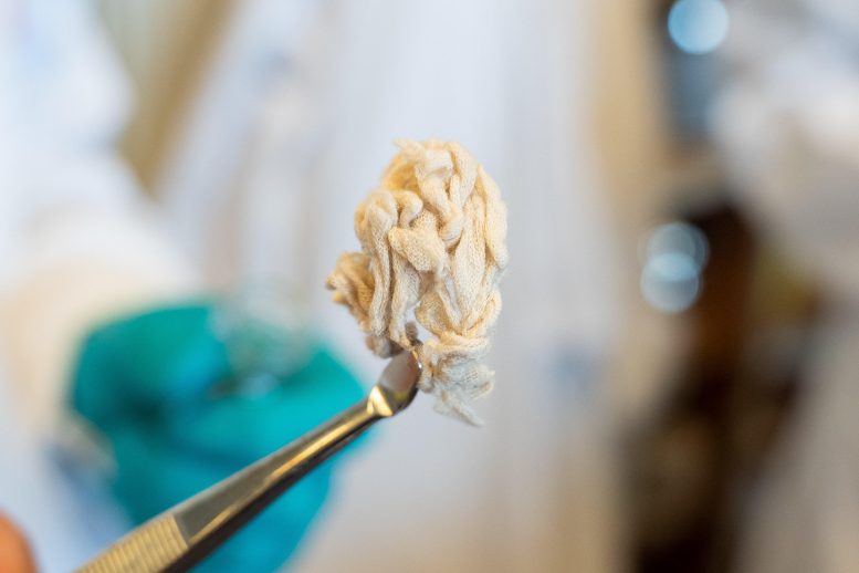 Intact Cotton Fibers After the Process