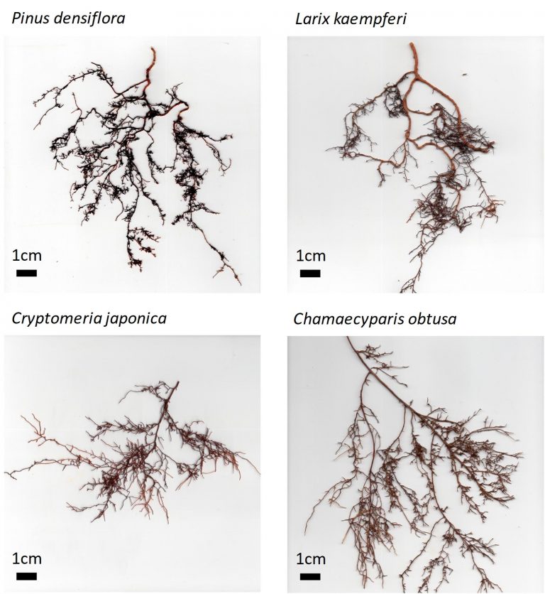New Method for Capturing Carbon via Fluids Emitted From Tree Roots in