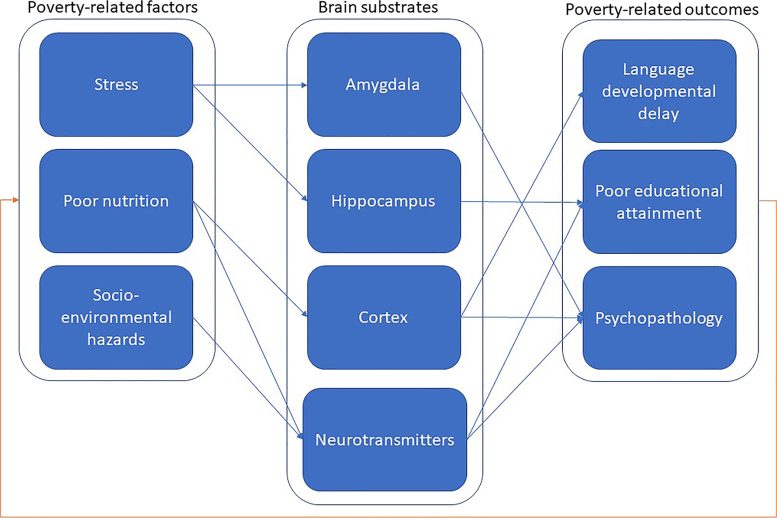 מסגרת אינטגרטיבית של הקשרים בין מוח לאנורמליות התנהגותיות עקב עוני