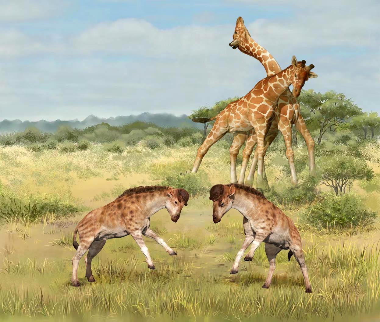 Intermale-Competitions of Giraffoid