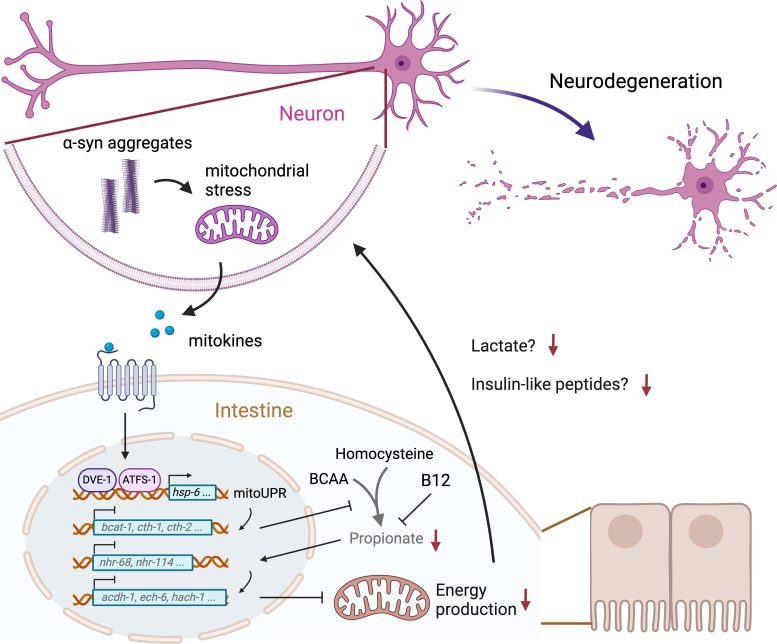 Comunicazione interorgano tra neuroni e intestino nel modello PD di C. elegans
