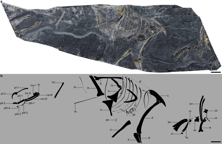 Interpretive Line Drawing of the 150 Million Year Old Bird Baminornis Zhenghensis