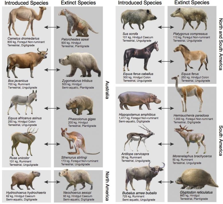 Introduces Species Extinctions Graphic