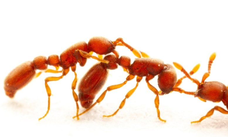 Ants Can “Reprogram” Who Belongs in Their Colony, Study Finds