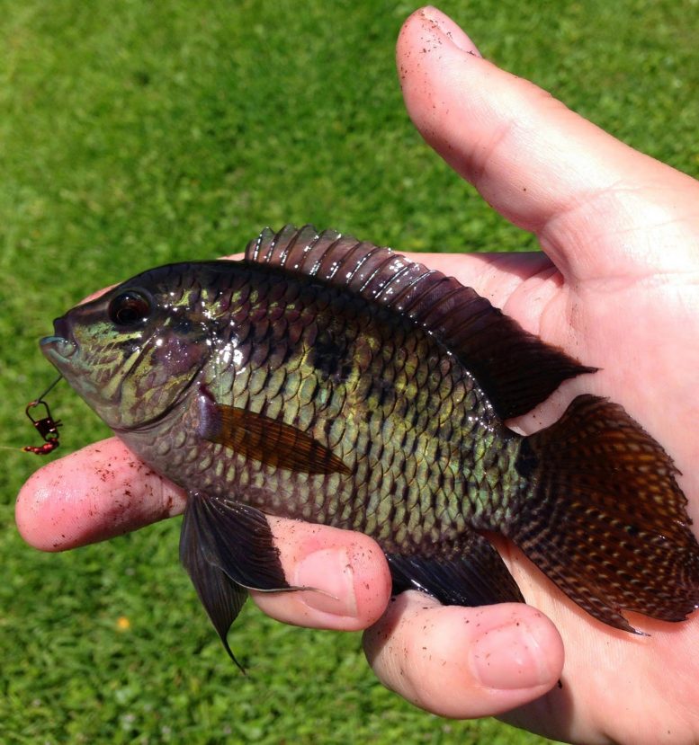 Invasive Fish Chanchita Mistaken for Black Acara in Florida for 20 Years