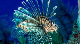 Invasive Lionfish in Belize