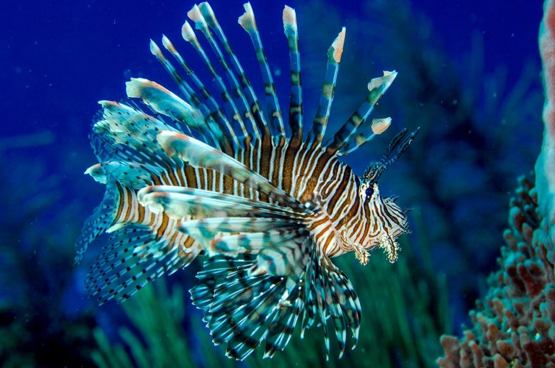 Invasive Lionfish in Belize