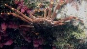 Invasive Sally Lightfoot Crab