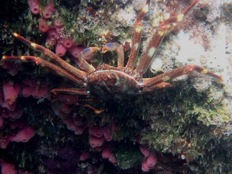 Invasive Sally Lightfoot Crab