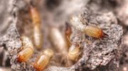 Invasive Termites