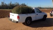 Invasive Tumbleweed Pickup Trick